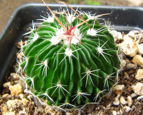 Small globular cactus with wavy ribs, radial spines, and pale pink flowers with purple mid lines. Rare cacti.