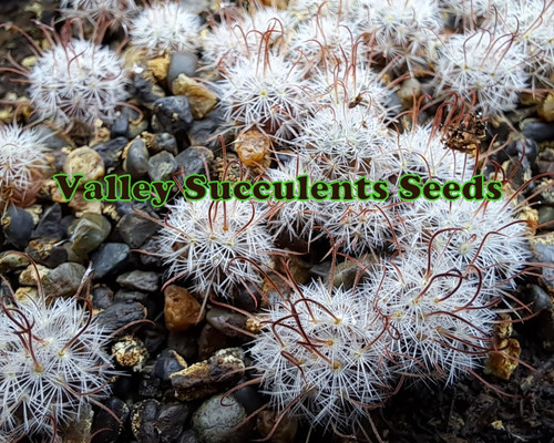 Ferocactus herrerae seed