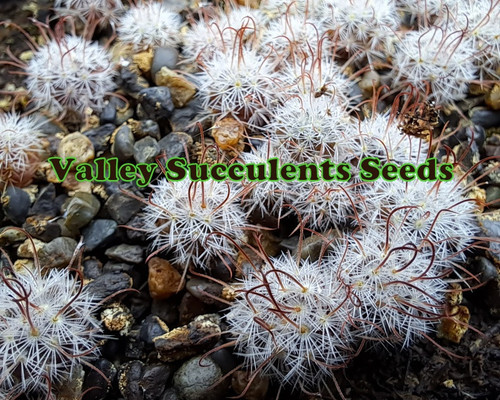 Ferocactus latispinus cactus with broad hooked red spines and distinctive ribbed barrel growth.