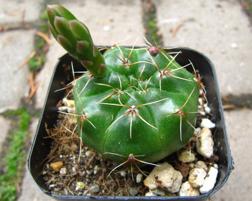 Gymnocalycium baldianum seeds