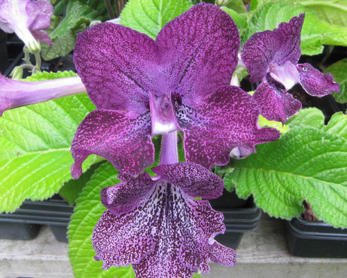 Streptocarpus hyb.  'Hototogisu'