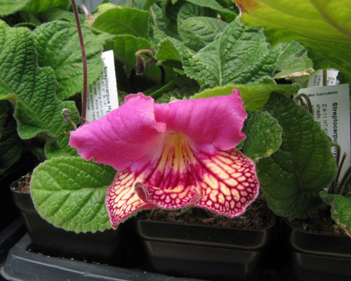 Streptocarpus hyb.  'Jasmin'