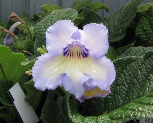 Streptocarpus 'Keigetsu' lavender-violet blooms, green rosette leaves, compact flowering indoor houseplant.