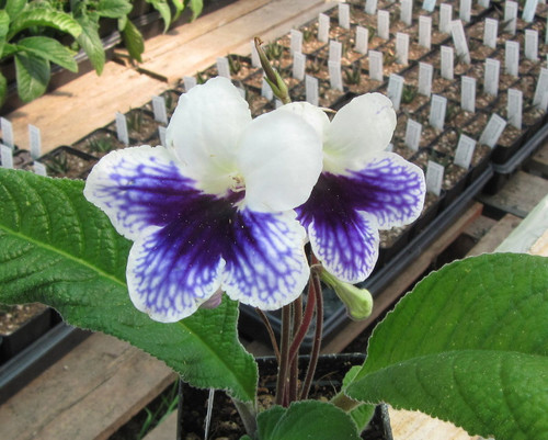 Streptocarpus 'Leyla' purple blooms, rosette green leaves, compact indoor flowering houseplant.