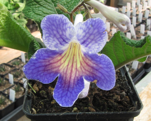 Streptocarpus 'Split' violet-white flowers, green rosette leaves, compact houseplant, bright indoor display.