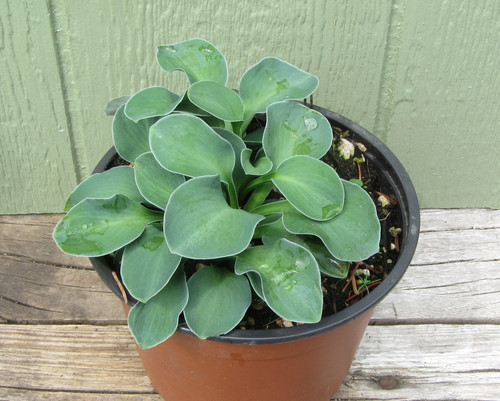 Mini blue hosta, rounded leaves, compact clump, lavender flowers, shade garden ornamental foliage