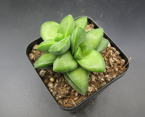Trailing succulent with stacked green leaves, reddish edges, and pink star-shaped flowers in clusters.