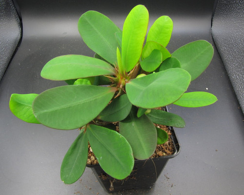 Euphorbia millii 'Jerry's Choice'
