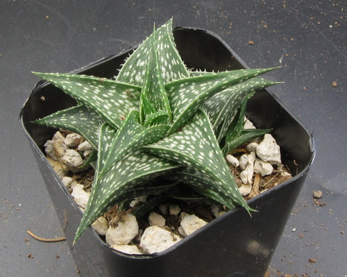 Aloe descoingsii