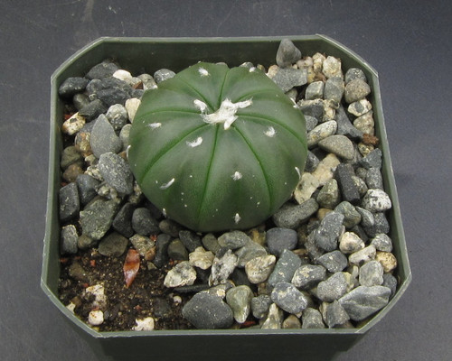 Astrophytum asterias f. nudum