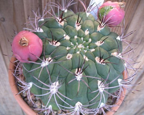 Gymnocalycium saglionis Giant Chin Cactus with prominent ribs, curved dark spines, and pale pink flowers.