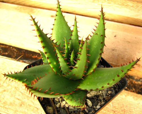 Aloe broomii rosette form, toothed leaf margins, tall flower spike, yellow blooms, drought-resistant