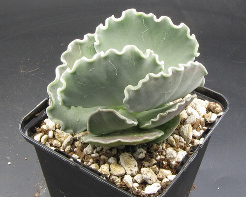 Close-up of Cotyledon orbiculata v. undulata with wavy, powdery blue-green leaves and vibrant orange flowers. Rare African succulent.