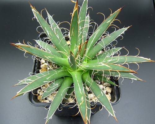 Agave parryi trucata 8