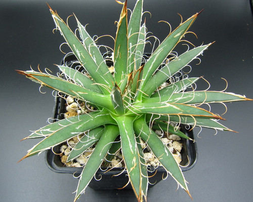 Agave polianthiflora