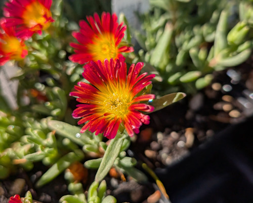 "Fiery red, orange, and yellow daisy-like flowers on a low-growing, mat-forming succulent ground cover."