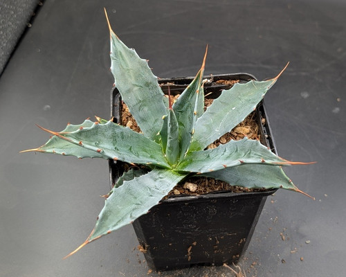 フラワー・ガーデニング Agave schidigera ' Flush' 17 Agave schidigera 'Royal Flush – Planetcactus
