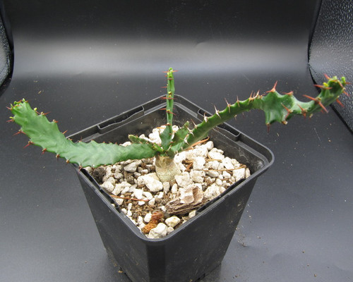 Euphorbia stellata with thick caudex, radiating green stems, and small yellow-green flowers in rocky terrain. Rare African Succulent.