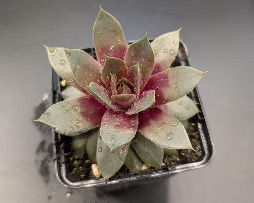 Symmetrical rosette succulent with lavender-pink leaves, silvery sheen, and pink star-shaped flowers in summer.
