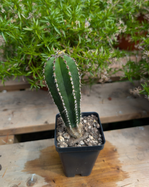 Pachycereus marginatus Mexican Fence Post Cactus growing in a desert landscape with upright green columns