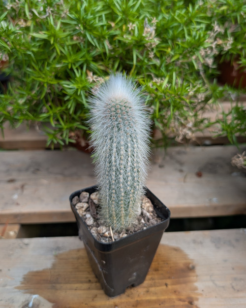 Cleistocactus strausii with silver-white spines and vivid red tubular flowers in bright mountain sunlight.