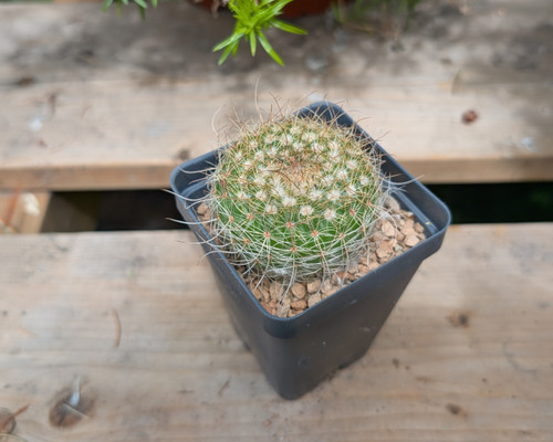 Shop Cacti | Valley Succulents