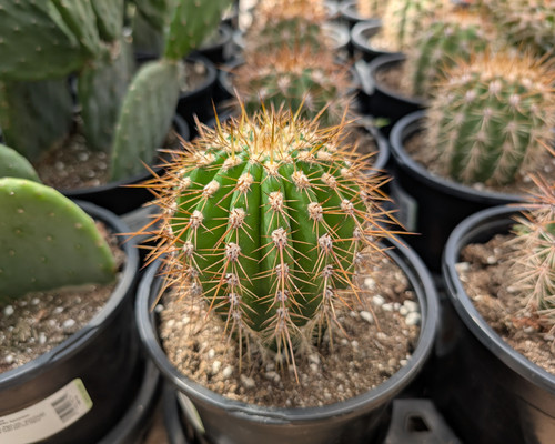 Shop Cacti | Valley Succulents