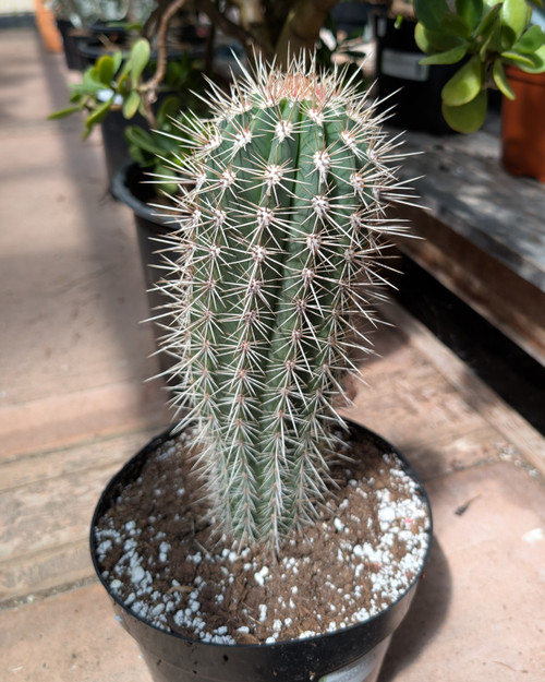 Cactus✩ Shop Cacti | Valley Succulents