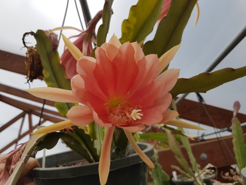 Epiphyllum Jan Killian cactus with trailing stems, orange-red blooms, tropical orchid cactus hybrid.