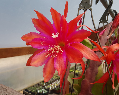 Epiphyllum Cindy Jane with cascading stems intense red orange outer petals becoming tinged with pink purple coloration towards the center flowers in full bloom.