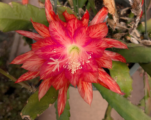 Epiphyllum Christine Paetz with cascading stems.  Flowers are  large rich red orange  with splashes of cream in starburst form.
