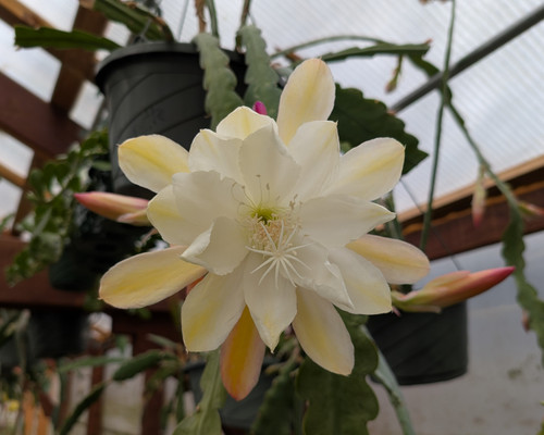 Epiphyllum hybrid 'Pierette'  (Rooted Cutting)