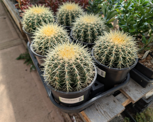 Golden Barrel Cactus with ribbed globe shape, golden spines, yellow crown flowers, desert cactus