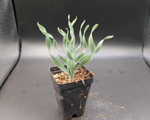 Ornithogalum concordianum white star flowers, green leaves, compact bulb plant, bright sunlight.