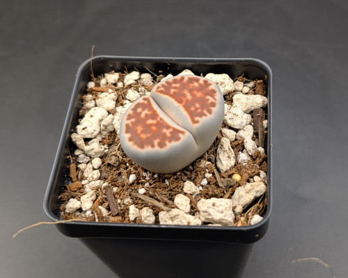 Lithops karasmontana lateritia with reddish leaf bodies and daisy-like white flowers.