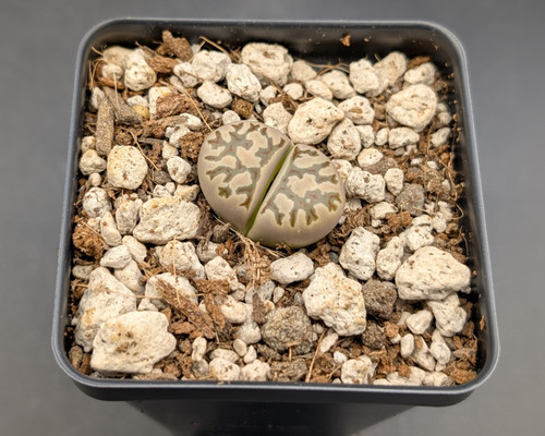 Lithops dorotheae with pale bodies, bold red markings, and bright yellow daisy-like flowers.