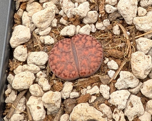 Lithops bromfieldii glaudinae with reddish mottled bodies and daisy-like yellow flowers.