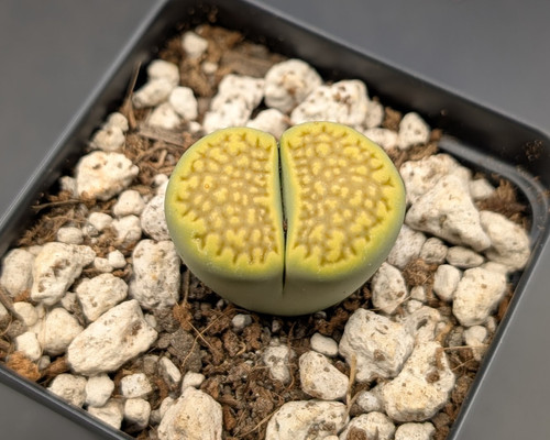 Lithops hallii ochracea Green Soapstone with green-grey bodies and yellow daisy-like flowers.