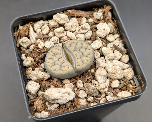 Lithops schwantesii C107 with reddish-brown patterned bodies and large yellow flowers.