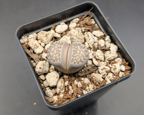Lithops julii fulleri with pale patterned bodies and daisy-like white flowers.