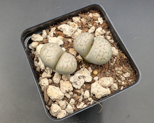 Lithops francisci C140 with grey patterned bodies and daisy-like yellow flowers.