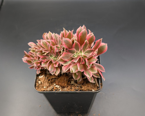 Crested Aeonium with wavy green rosettes, fan-shaped growth, sculptural succulent on bright background.
