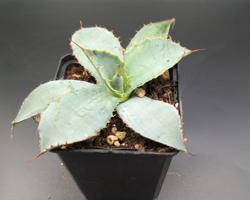 Agave guadalajarana