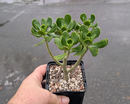 Green plump sedum with red-tipped cylindrical leaves forming compact clustered stems.