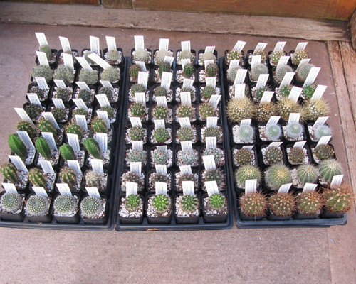Wholesale Mixed 2.5" mini Cacti