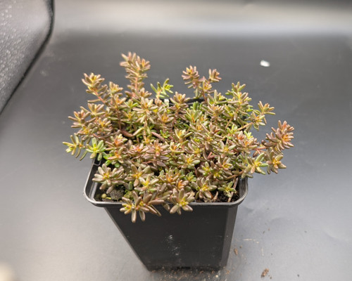Purple-toned Sedum album ‘Purple Ice’, low mat succulent, rock garden groundcover.