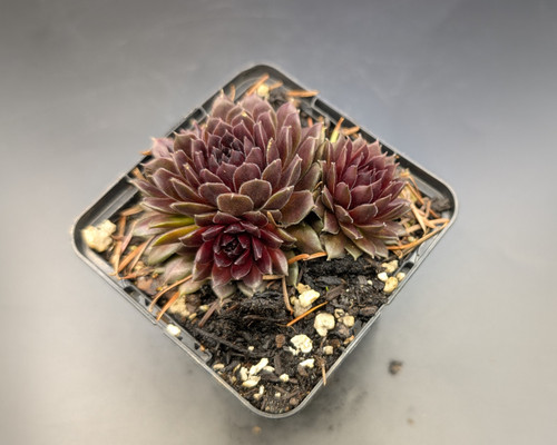 Coral red Sempervivum ‘Colorockz Coral Red’, tight rosettes, alpine succulent, rock garden plant.