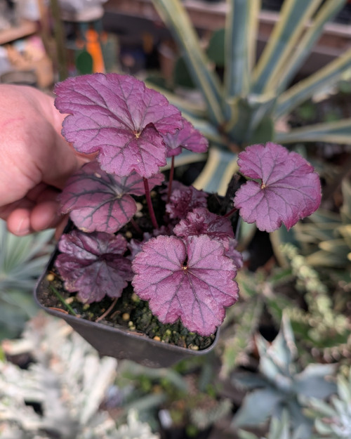 Purple Heuchera leaves, compact mound, airy flower stems, shade perennial