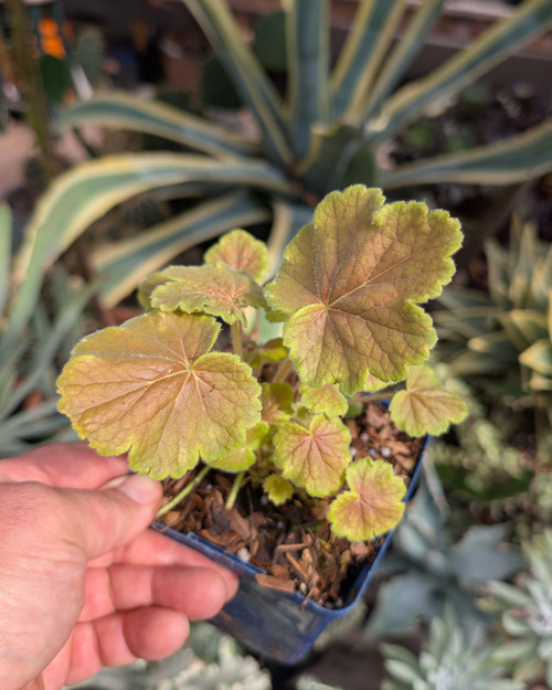 Sienna copper Heuchera leaves, warm tones, compact mound, shade plant