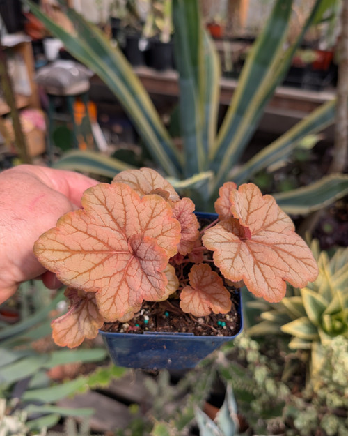 Multicolor Heuchera leaves, changing tones, compact mound, ornamental foliage